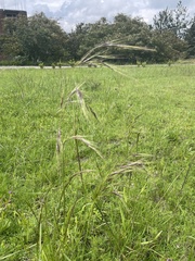 Bromus carinatus