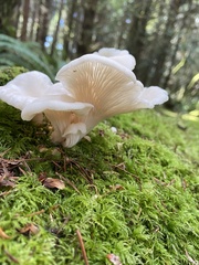 Pleurotus ostreatus