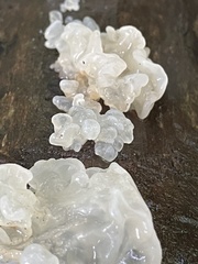 Tremella fuciformis
