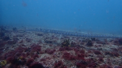 Fistularia tabacaria