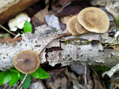 Lentinus substrictus