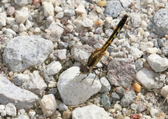 Erythrodiplax minuscula