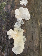 Tremella fuciformis