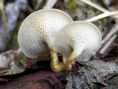 Lentinus substrictus