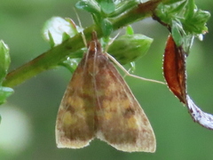 Pyrausta acrionalis