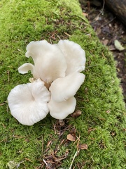 Pleurotus ostreatus