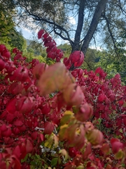 Euonymus