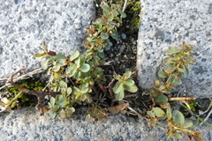 Hypericum perforatum