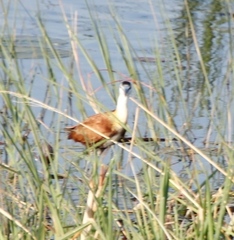 Actophilornis africanus