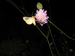 Diachrysia chrysitis