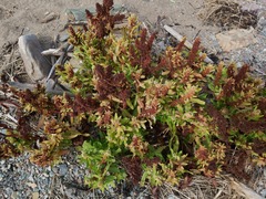Rumex fueginus