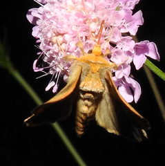 Diachrysia chrysitis