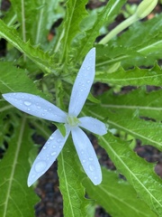Hippobroma longiflora