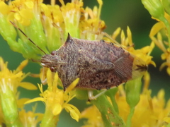 Podisus maculiventris