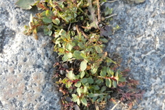 Hypericum perforatum