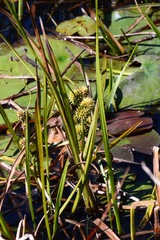 Sparganium americanum