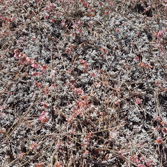 Eriogonum wrightii