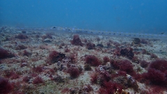 Fistularia tabacaria