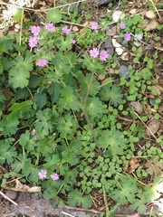 Geranium pyrenaicum