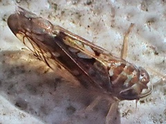 Scaphoideus