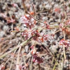 Eriogonum wrightii