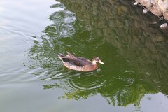 Anas platyrhynchos × Cairina moschata