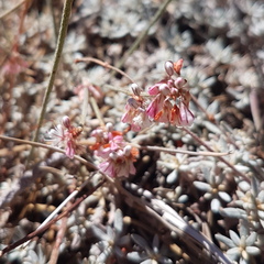 Eriogonum wrightii
