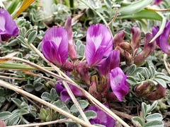 Astragalus missouriensis