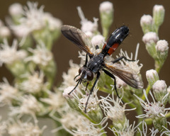 Cylindromyia
