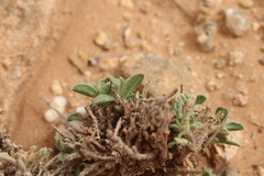 Helianthemum