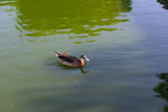 Anas platyrhynchos × Cairina moschata