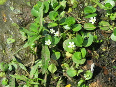 Bacopa rotundifolia