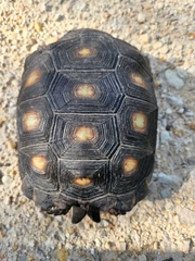 Gopherus berlandieri