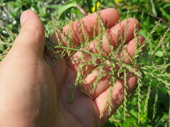 Leptochloa panicoides