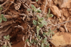 Helianthemum