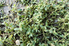 Polygonum