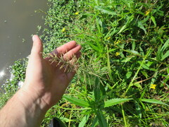 Leptochloa panicoides