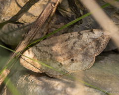 Anticarsia gemmatalis