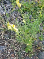 Linaria vulgaris