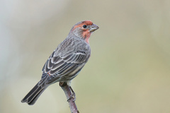 Haemorhous mexicanus