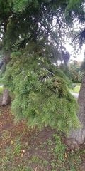 Picea abies
