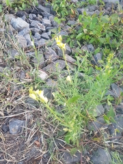 Linaria vulgaris