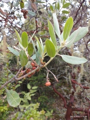 Arctostaphylos columbiana