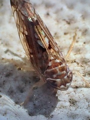 Scaphoideus
