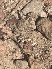 Phrynosoma blainvillii