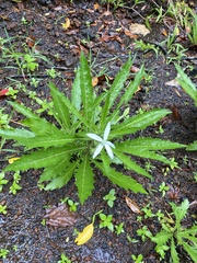 Hippobroma longiflora