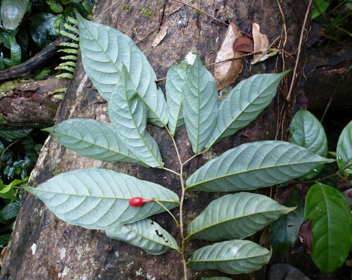 Monanthotaxis gracilis
