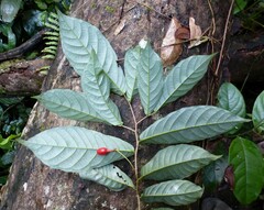 Monanthotaxis gracilis