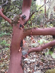 Arctostaphylos columbiana