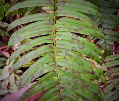 Homalosorus pycnocarpos